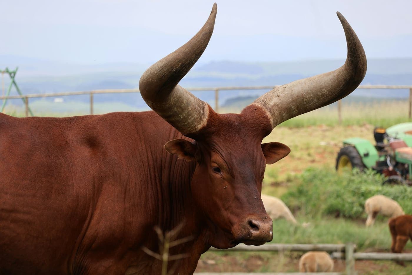 Live map of a farm with animals moving between paddocks